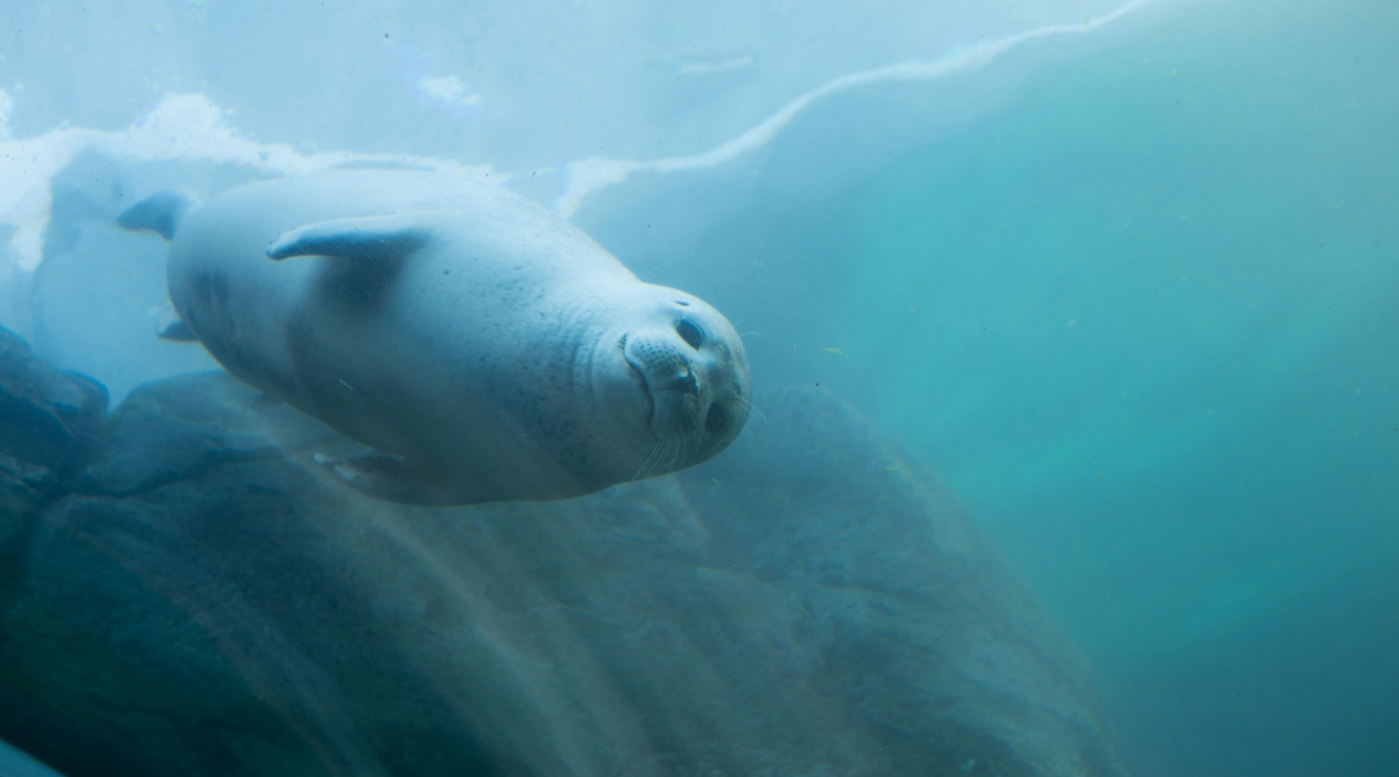 Seal at zoo