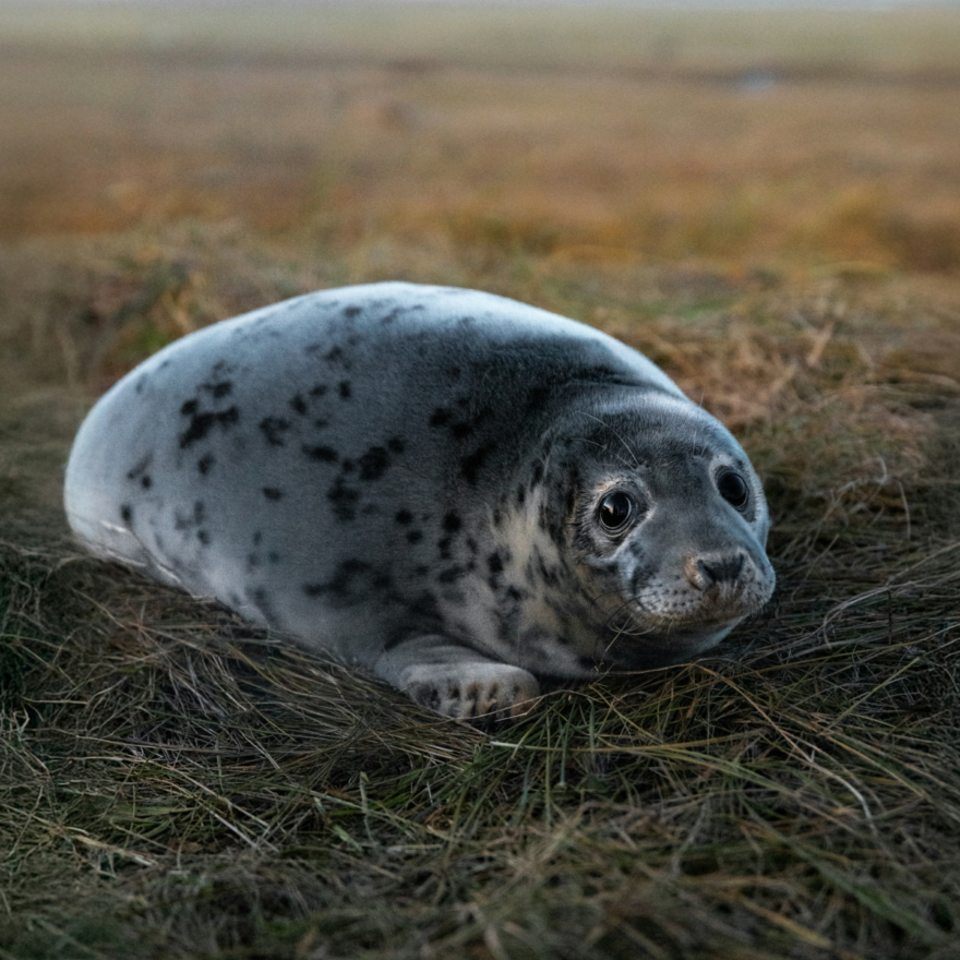 A seal pup resting on dune grass at Donna Nook in Lincolnshire, England.
